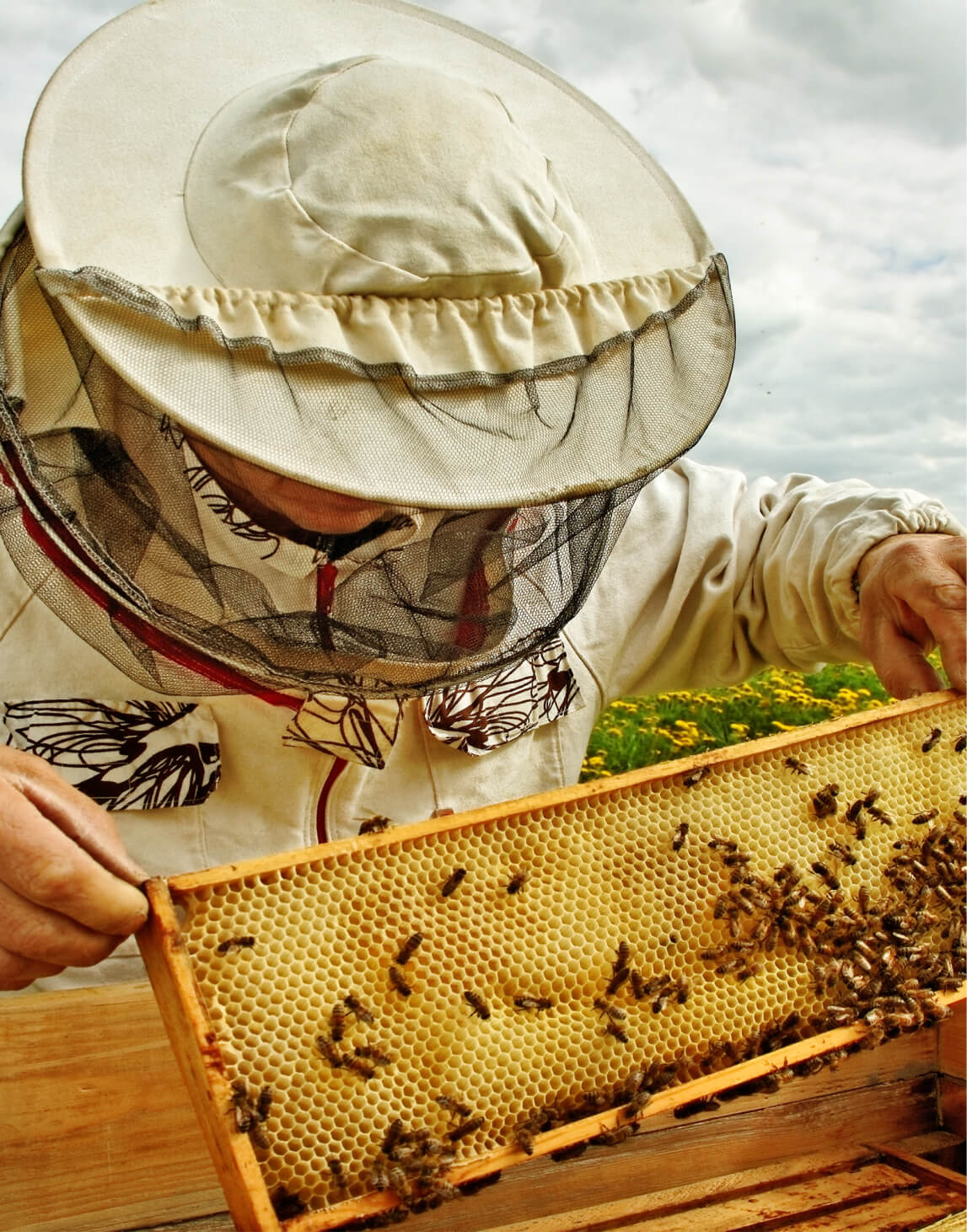 Beekeeper inspecting a honeycomb frame outdoors.