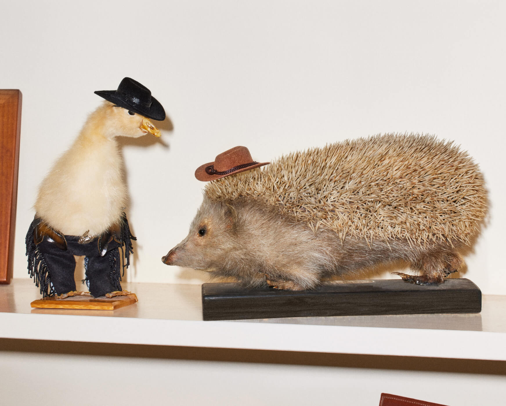 Duck and hedgehog dressed as cowboys on display shelf.